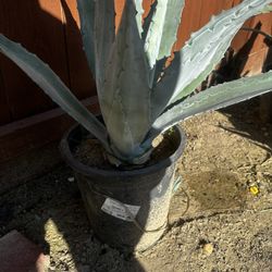 Agave Plants 