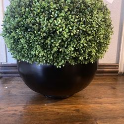 Boxwood Wintergreen