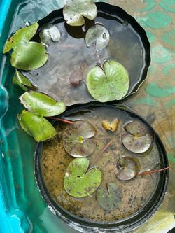 Pond plant , water lily