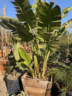 Strelitzia nicolai, wild banana, giant white bird of paradise 24” Box 
