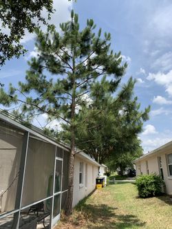 Southern Yellow Pine Tree - 30' Young and Mature
