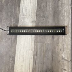 Saltwater Fish Light