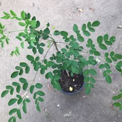 Moringa/ Malunggay Plants