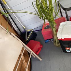 Tall pretty plant