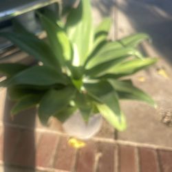 Nice Plant Lion Tail Agave