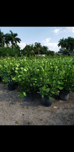 Clusia , Podocarpus , 2 Feet Tall - 3.5 Feet Tall