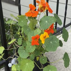 Nasturtium Plants Variety Of Vibrant Colors In Pots 