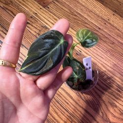 Philodendron Melanochrysum Variegated Plant