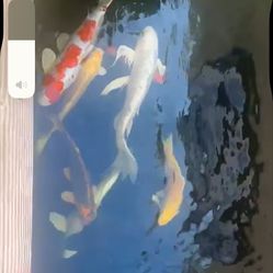 Koi Forsake