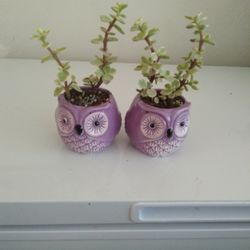 Elephant Bush Plant In Ceramic pot E