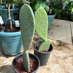 Organic Prickly Pear Cactus Plant