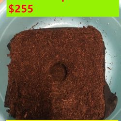 Coco Coir Fiber Soil for House Plants,Succulents,Herbs and Flowers