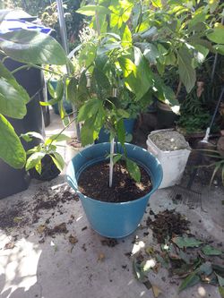 Avocado Plant