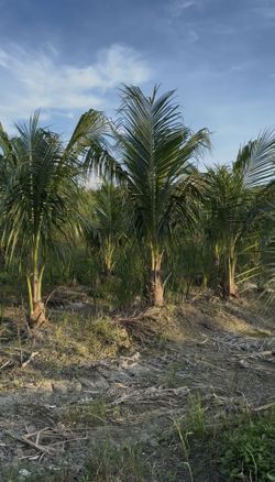 Coconut Palms Starting $200