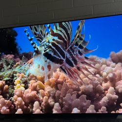 LG C1 Series 65-Inch Class OLED Smart TV OLED65C1PUB, 2021 - 4K TV, Al - $700 (Tempe)