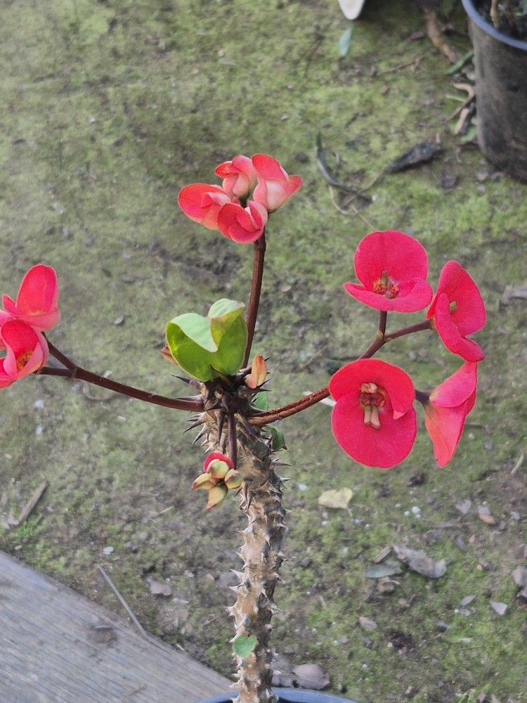 Plantas Corona De Cristo