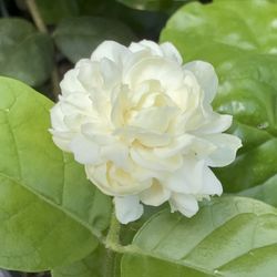 🪴🪴GRAND DUKE JASMINE 🪴🪴