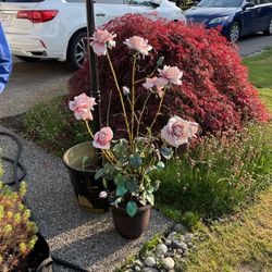 Fake Rose Plant