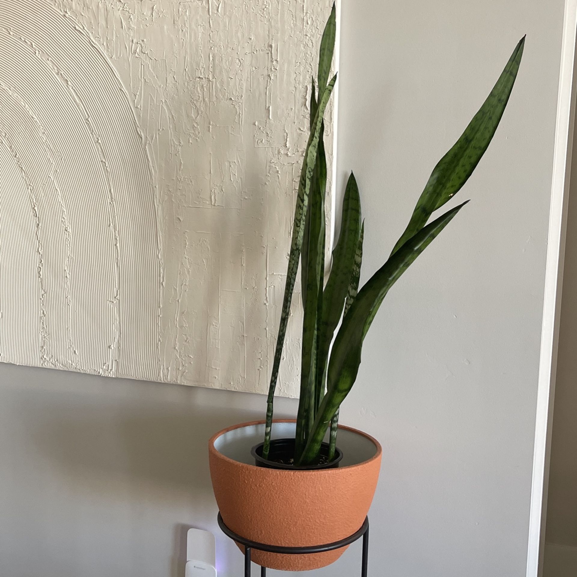 Snake Plant