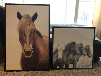 Horse Pictures 