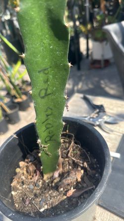 Dragon Fruit Plant Robles red