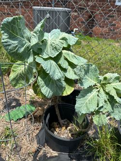 Twin  Collard Plant