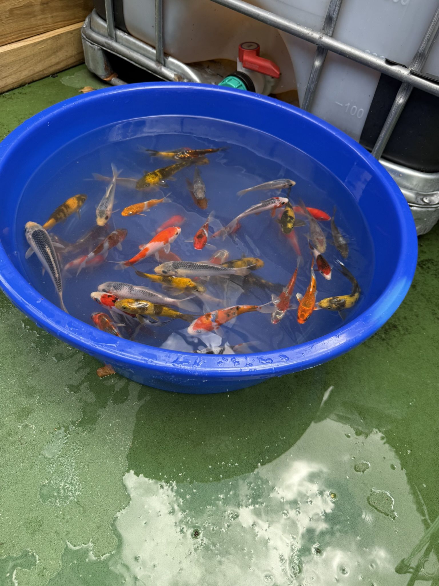 Koi Decoration For Garden……