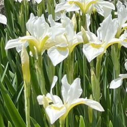 Beautiful White Iris Plants For Sale  