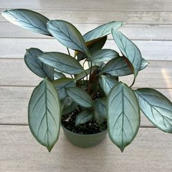 Ctenanthe oppenheimiana ‘Greystar’, prayer comes in a 6” nursery pot. Check profile for more plants 