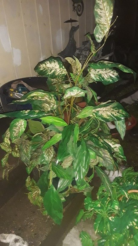 Fake plant