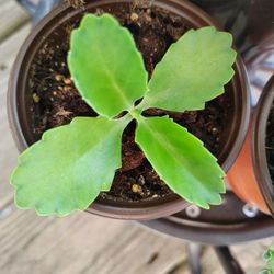 Kalanchoe (Mother Of Thousands) Plant