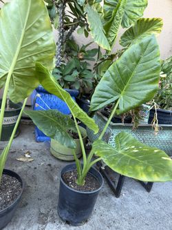 Elephant Ear Alocasia Plant