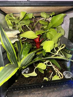 Bio Active Terrariums  Leachie Gargoyle And Crested Geckos