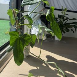 Philodendron Bipennifolium (Horse Head) – 6” Pot 🌿