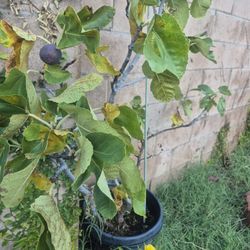 Turkey Fig Tree