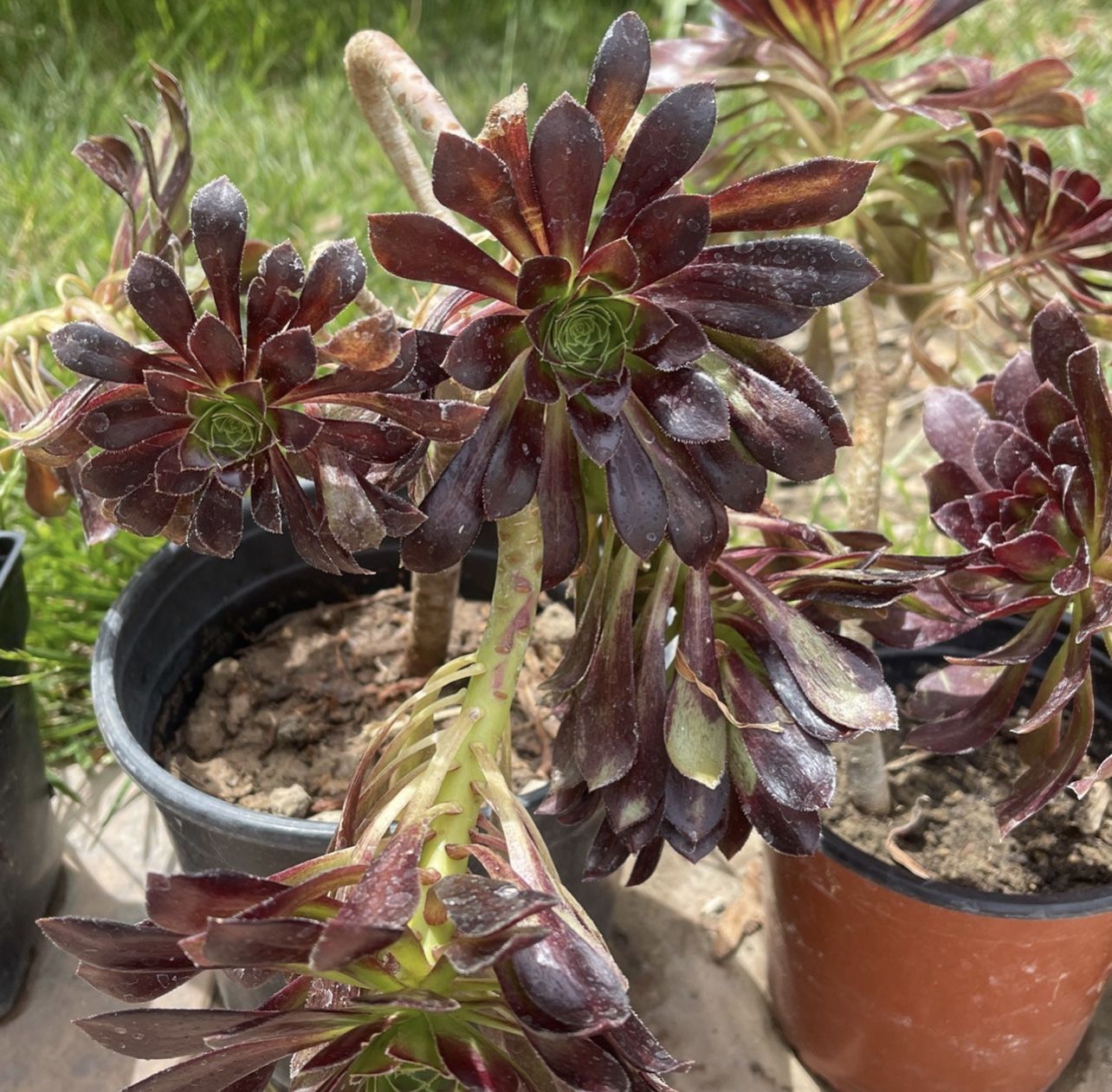 5 Beach Crest Plants