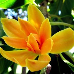 Yellow Champaca Plant 