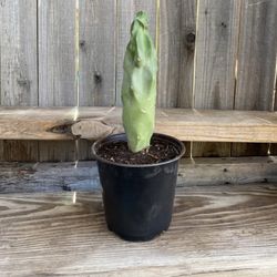 Skinny Totem Pole Cactus