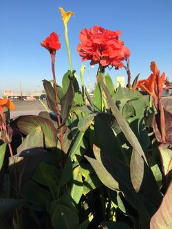 PLANTS FOR $15-25/ PLANTAS POR $15-25