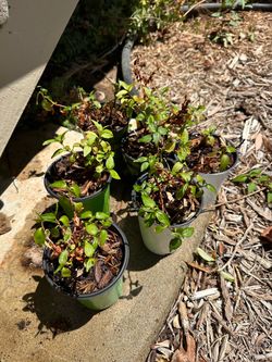Vietnamese Coriander for Trade! Small Potted Plants Set of 5