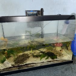 20 Gallon Fish Tank Setup