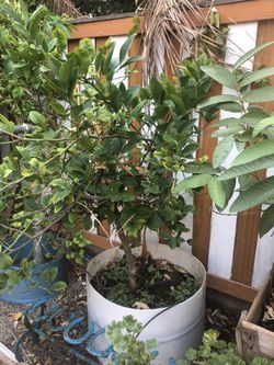 Vendo árbol de naranja
