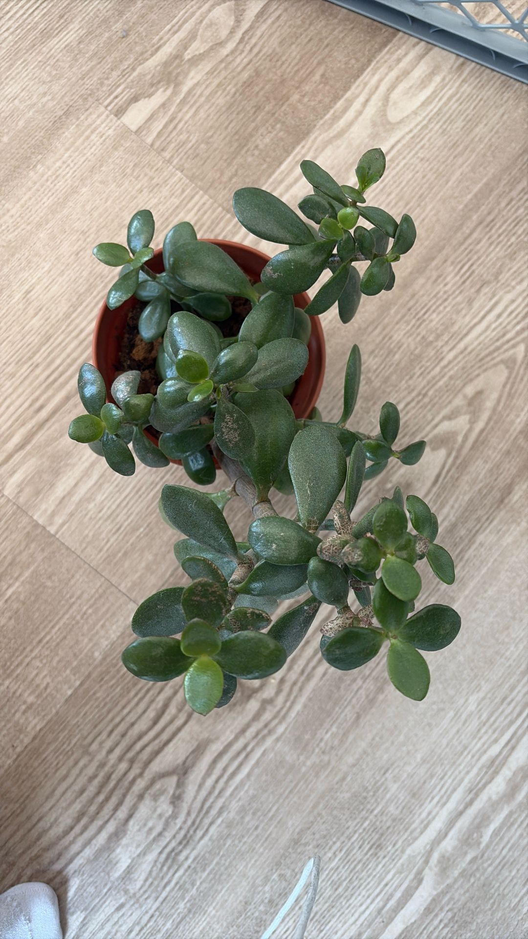 Large Jade Plant