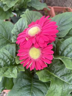 Gerbera