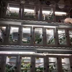 Fake Panther Chameleon Toy 