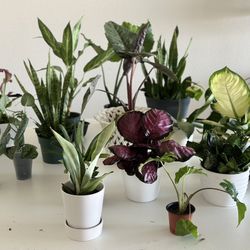 Plant Sale ~ Starting At $3 + ~ Many Options 32703 Area