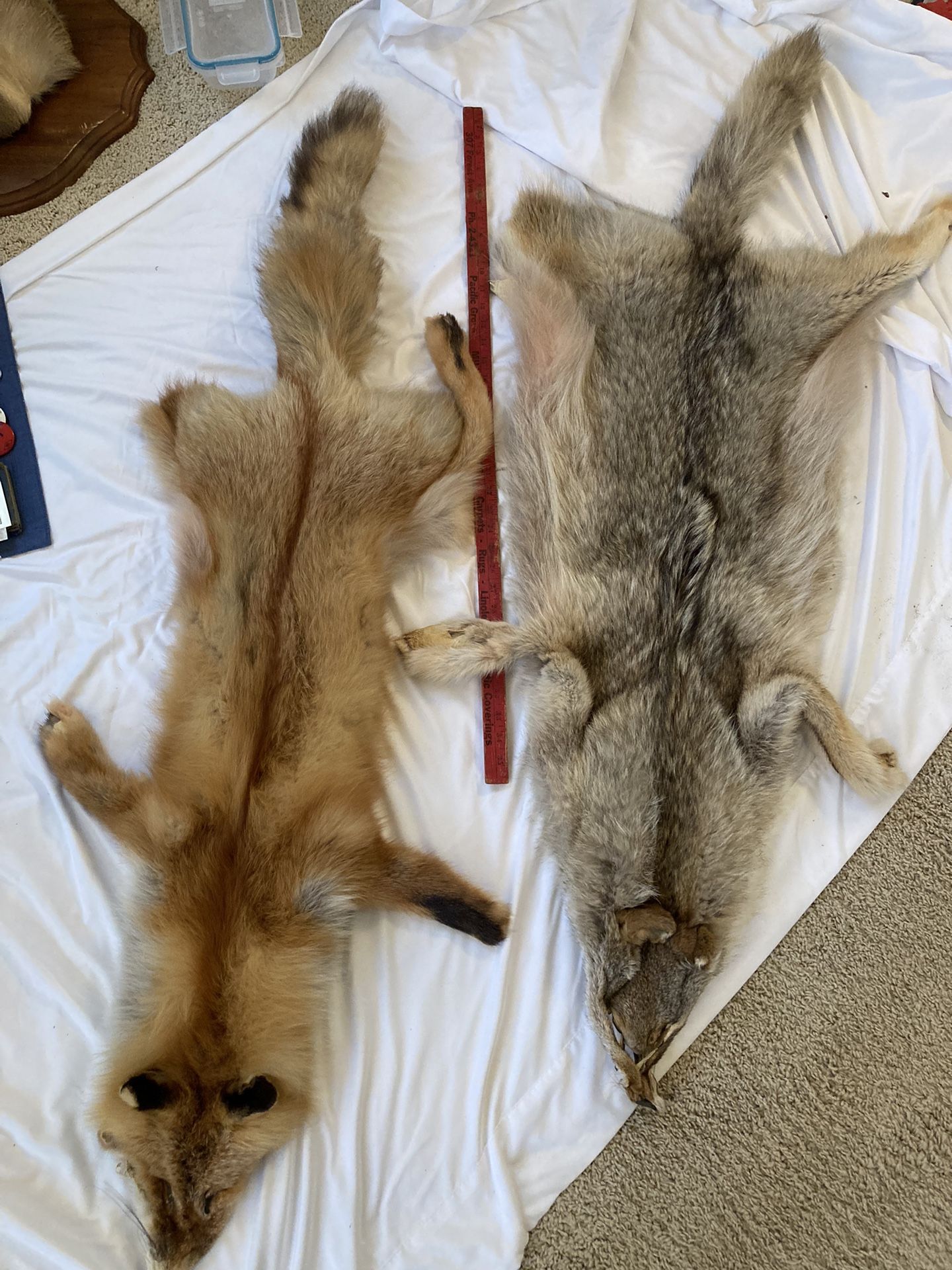 Taxidermy Soft Pelts