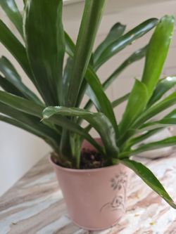 Houseplant