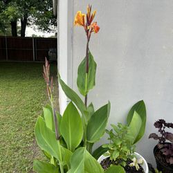 Plantas 🪴 $15 Cada Una