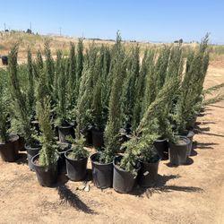 Spartan Juniper For Sale 5 Gallon Container